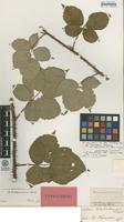 Isolectotype of Rubus corylifolius Sm. var. tenuifolius F.Aresch. [family ROSACEAE]