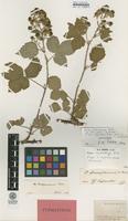 Isolectotype of Rubus corylifolius Sm. var. tenuifolius F.Aresch. [family ROSACEAE]