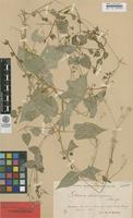 Syntype of Stellaria nemorum L. ssp. glochidisperma Murb. [family CARYOPHYLLACEAE]