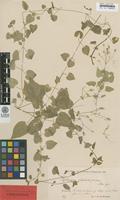 Syntype of Stellaria nemorum L. ssp. glochidisperma Murb. [family CARYOPHYLLACEAE]