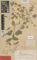 Syntype of Stellaria nemorum L. ssp. glochidisperma Murb. [family CARYOPHYLLACEAE]