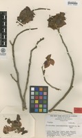 Isotype of Pedilanthus coalcomanensis Croizat [family EUPHORBIACEAE]