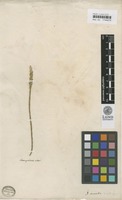 Justicia acaulis L.f. [family ACANTHACEAE]