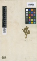 Type of Lycopodium japonicum Thunb. [family LYCOPODIACEAE]