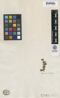 Type of Asplenium incisum Thunb. [family ASPLENIACEAE]