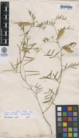Lectotype of Vicia monantha Retz. [family FABACEAE]