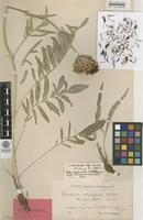 Type of Centaurea murbeckii Hayek [family ASTERACEAE]