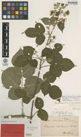 Lectotype of Rubus pruinosus Arrh. var. opimus A.Lund [family ROSACEAE]
