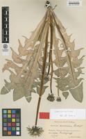 Isolectotype of Taraxacum aurosulum H.Lindb. [family ASTERACEAE]