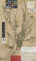 Isotype of Centaurea bornmuelleri Hausskn. ex Bornm. [family ASTERACEAE]