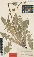 Isolectotype of Taraxacum retroflexiforme Dahlst. ex M.P.Christ. & Wiinst. [family ASTERACEAE]