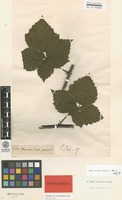 Isolectotype of Rubus pruinosus Arrh. [family ROSACEAE]