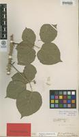 Holotype of Rubus tiliaster H.E.Weber [family ROSACEAE]