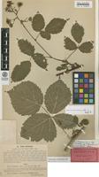 Lectotype of Rubus dissimulans Lindeb. [family ROSACEAE]