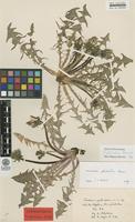 Isotype of Taraxacum pectinosum G.E.Haglund [family ASTERACEAE]