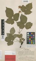 Lectotype of Rubus dissimulans Lindeb. [family ROSACEAE]