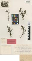 Holotype of Ilysanthes pulchella Skan ssp. rhodesiana Norl. [family SCROPHULARIACEAE]