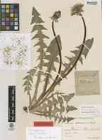 Type of Taraxacum arrectipes G.E.Haglund [family ASTERACEAE]