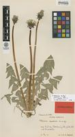Isotype of Taraxacum nemorum G.E.Haglund [family ASTERACEAE]