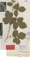 Lectotype of Rubus pruinosus Arrh. var. silvaticus Gust. [family ROSACEAE]