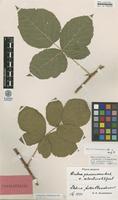 Lectotype of Rubus pruinosus Arrh. var. silvaticus Gust. [family ROSACEAE]