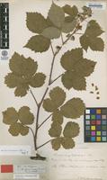 Lectotype of Rubus corylifolius Sm. var. acutangulus F.Aresch. [family ROSACEAE]