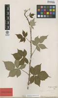 Isolectotype of Rubus corylifolius Sm. var. acutangulus F.Aresch. [family ROSACEAE]