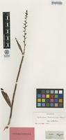 Type of Epidendrum dendrobioides Thunb. [family ORCHIDACEAE]