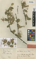 Holotype of Loranthus subsericeus Weim. [family LORANTHACEAE]