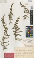 Holotype of Cliffortia tychonis Weim. [family ROSACEAE]