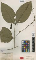 Isolectotype of Petrea aspera Turcz. [family VERBENACEAE]