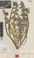 Type of Taraxacum rhamphodes G.E.Haglund [family ASTERACEAE]