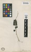 Type of Menispermum capense Thunb. [family MENISPERMACEAE]