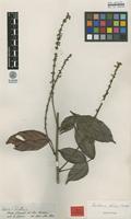 Isotype of Paullinia firma Radlk. [family SAPINDACEAE]