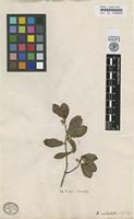 Type of Euclea undulata Thunb. [family EBENACEAE]