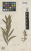Type of Salix capensis Thunb. [family SALICACEAE]