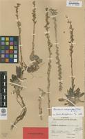Type of Umbilicus subspicatus Freyn [family CRASSULACEAE]