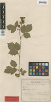 Isotype of Rubus ochracanthus H.E.Weber & Sennikov [family ROSACEAE]