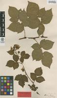 Isotype of Rubus ochracanthus H.E.Weber & Sennikov [family ROSACEAE]