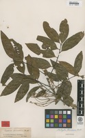 Isotype of Cupania spruceana Benth. [family SAPINDACEAE]