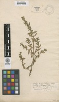 Lectotype of Oldenlandia digyna Retz. [family VAHLIACEAE]