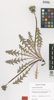 Isotype of Taraxacum latens H. Øllg. [family ASTERACEAE]