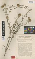 Type of Centaurea simonkaiana Hayek [family ASTERACEAE]