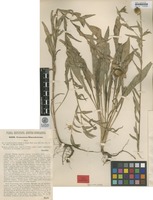 Type of Centaurea simonkaiana Hayek [family ASTERACEAE]