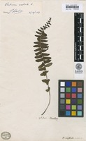 Filed as Blechnum australe L. [family BLECHNACEAE]