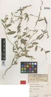 Isolectotype of Smithia capitulifera Welw. ex Baker [family FABACEAE]