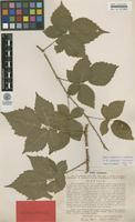 Lectotype of Rubus acuminatus Lindeb. [family ROSACEAE]