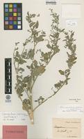 Type of Chenopodium suecicum Murr [family CHENOPODIACEAE]