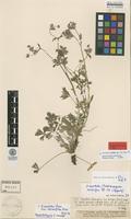 Isolectotype of Potentilla sordida Fr. ex Aspegren var. humifusa Fr. [family ROSACEAE]