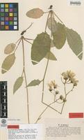 Lectotype of Hieracium murorum L. var. sagittatum Lindeb. [family ASTERACEAE]